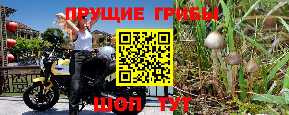 Псилоцибиновые грибы Psilocybine cubensis  Галлюциногенные грибы ЛСД  Вход с VPN  Кизилюрт 